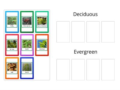 Tree sorting - Deciduous or Evergreen