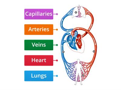 Circulatory system (early)