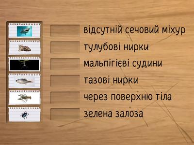 Встановіть відповідність між організмом та особливостями його видільної системи