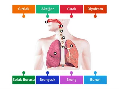 Solunum sistemi Organları