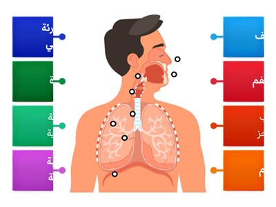 الجهاز التنفسي في الإنسان 