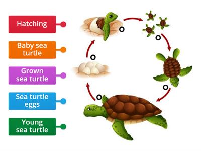 Life Cycle of a Sea Turtle