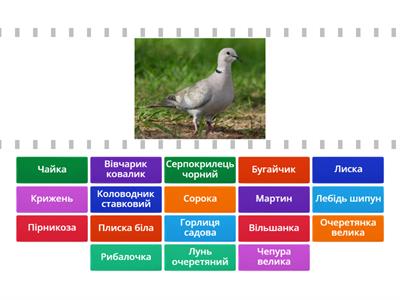 Птахи Кічкарівських ставків