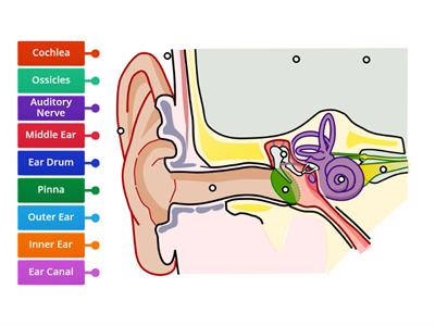 Label the Ear - Intermediate