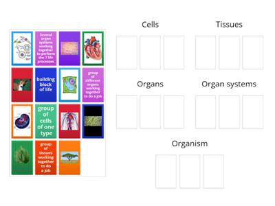 Levels of Cell Organization Y7 Science 