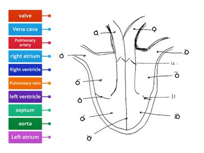 JC Heart diagram  - drag LABEL to matching circle