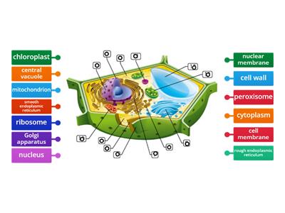 Plant cell (Parts)