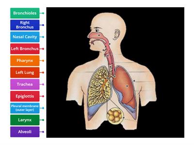 Respiratory System labelling