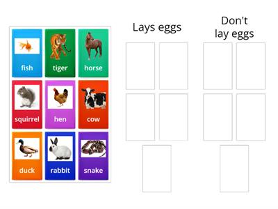 Animals that lay eggs