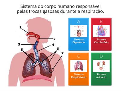 Sistema Respiratório - 5º ano
