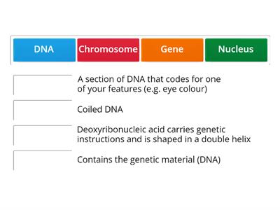Chromosome, DNA and Genes