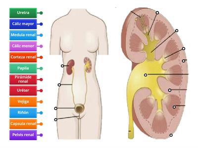 Anatomía del riñón y vejiga