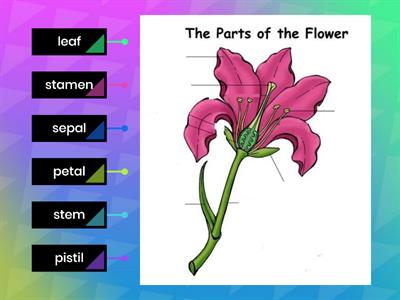 Plant Parts: Flower