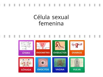 SISTEMA REPRODUCTOR FEMENINO