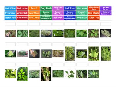 Leaf Identification (All Trees)