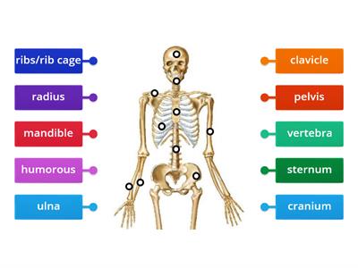 PE Skeletal Identification Assessment Part 1