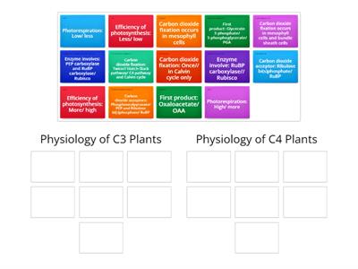  Describe the physiological differences between C3 plant and C4 plant