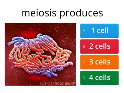 Wargo cell cycle, meiosis, mitosis 