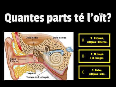 T.1. Naturals 6é.