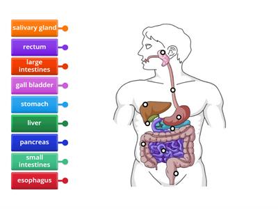 Human Digestive System