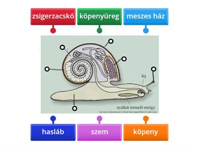 Csiga testfelépítése