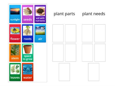 Plant Needs and Parts of a Plant