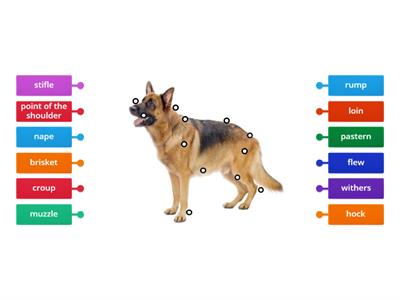 External anatomy of a dog