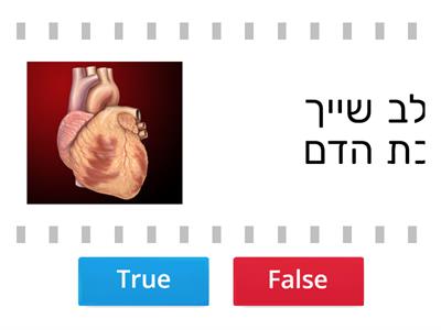 מערכות ואיברים בגוף האדם