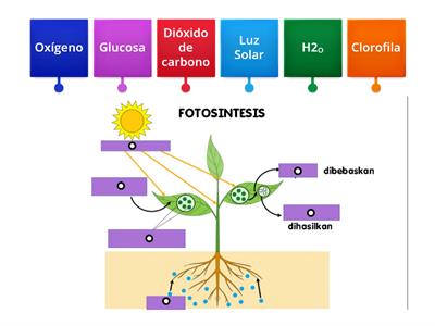  Fotosintesis 6ºA