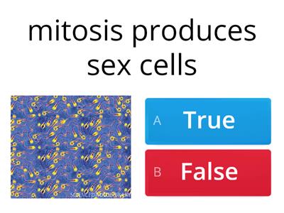 cell cycle, meiosis, mitosis quiz