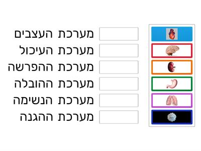 מערכות בגוף