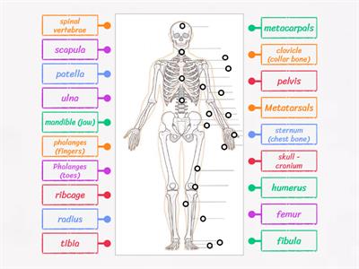 Human Skeleton - Labelling