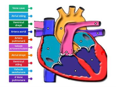 Sistemul circulator la om