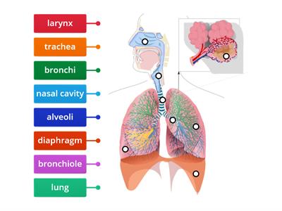 SP JC Breathing / Respiratory system PART NAMES 