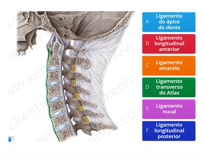 Diversos NEUROANATOMIA 