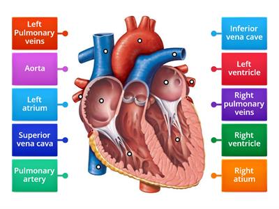 Labelling the heart