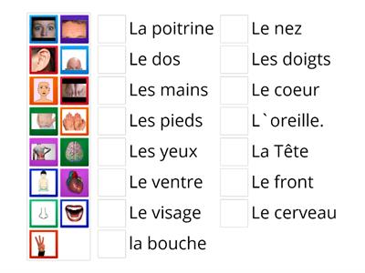 les parties du corps