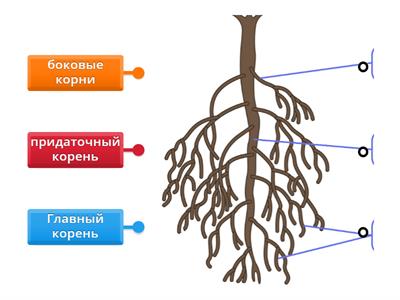 Виды корней