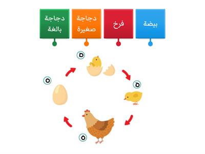 دورة حياة الدجاجة