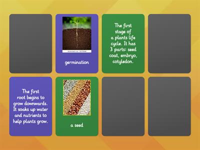Plant Life Cycle Matching Pairs Game 