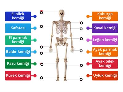 Kemik Çeşitleri