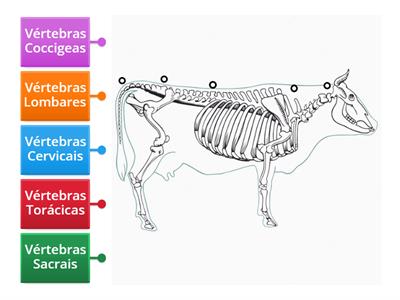 Esqueleto bovino