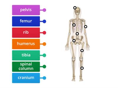 2. Human skeleton