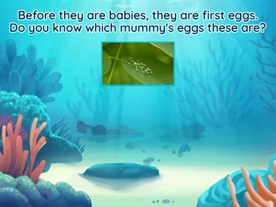 Frogs - Butterflies - Dragonflies / Eggs - Babies - Adults