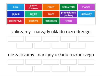 układ rozrodczy krowy - budowa 