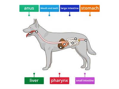 dog's digestive system