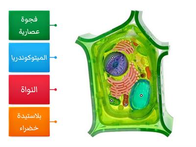 الخلية النباتية