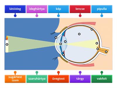 Szem felépítése