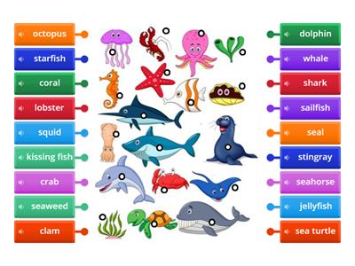 Sea Life Vocabulary