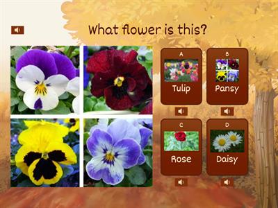 Flower Quiz